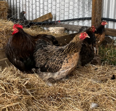 ISA Brown · Flock photo #1920 — Brown egg layer, ShowtimEGGS