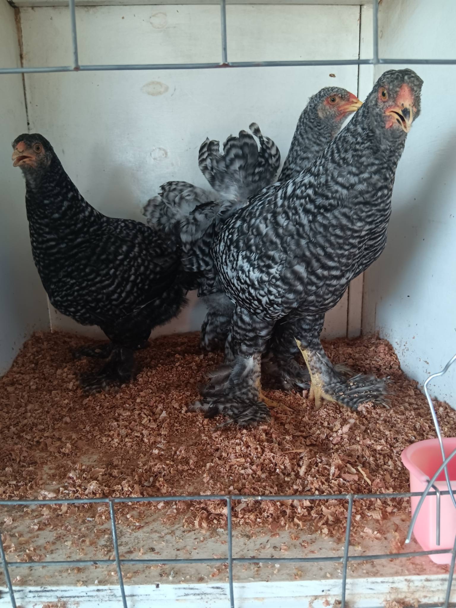 Australorp (blue line) · Flock photo #1926 — ShowtimEGGS flock
