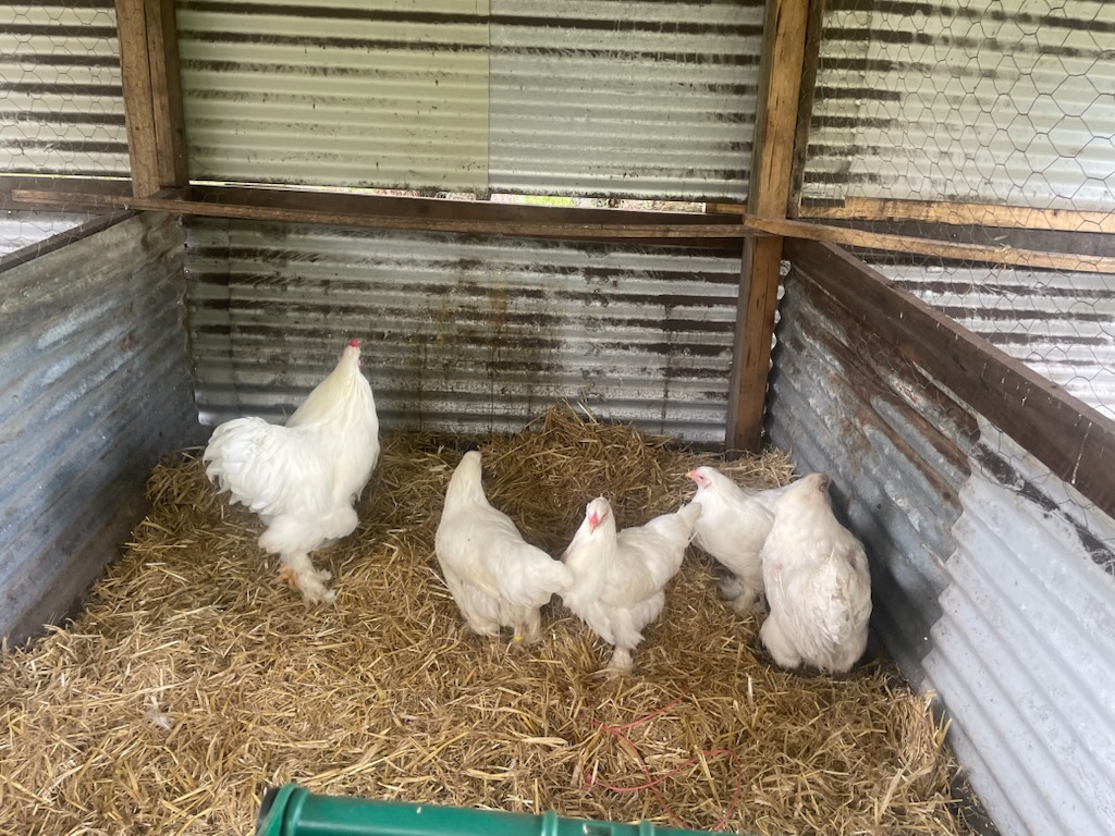 Croad Langshan · Flock photo #1930 — Brown (often dark) egg layer, ShowtimEGGS