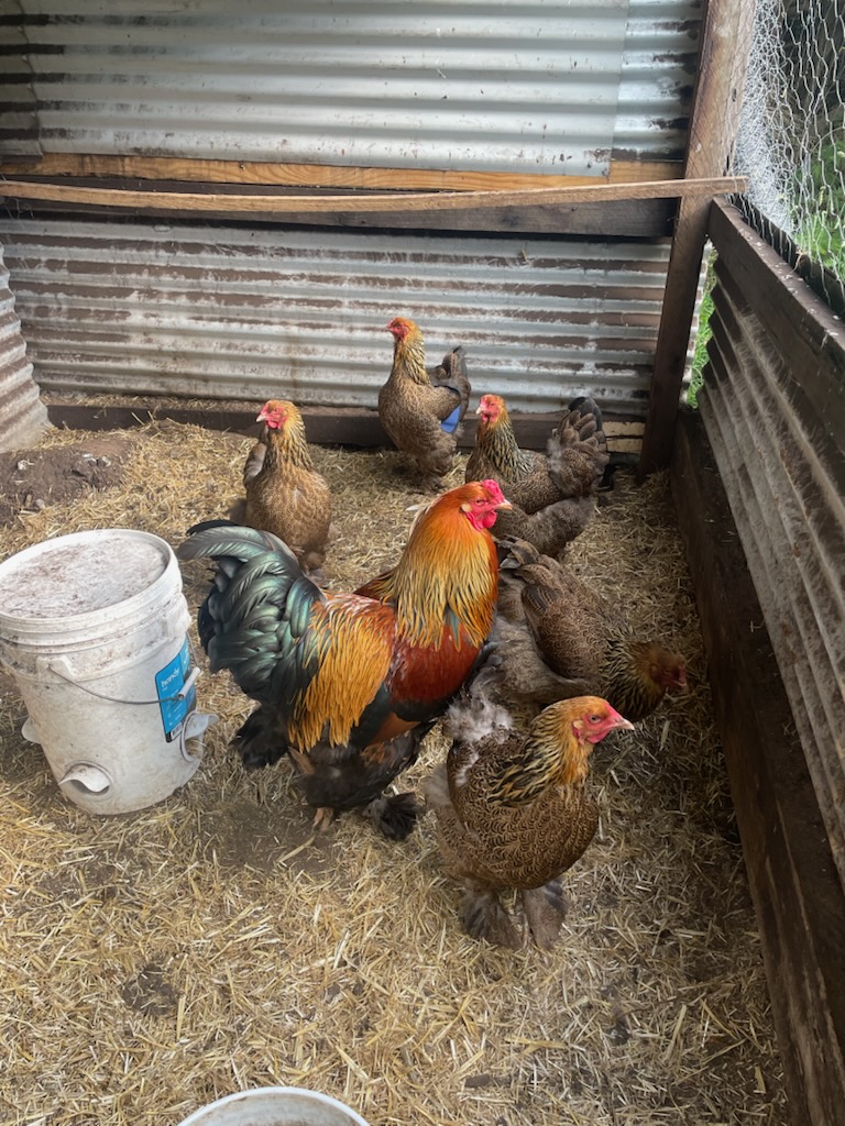 Australorp (blue line) · Flock photo #1939 — ShowtimEGGS flock