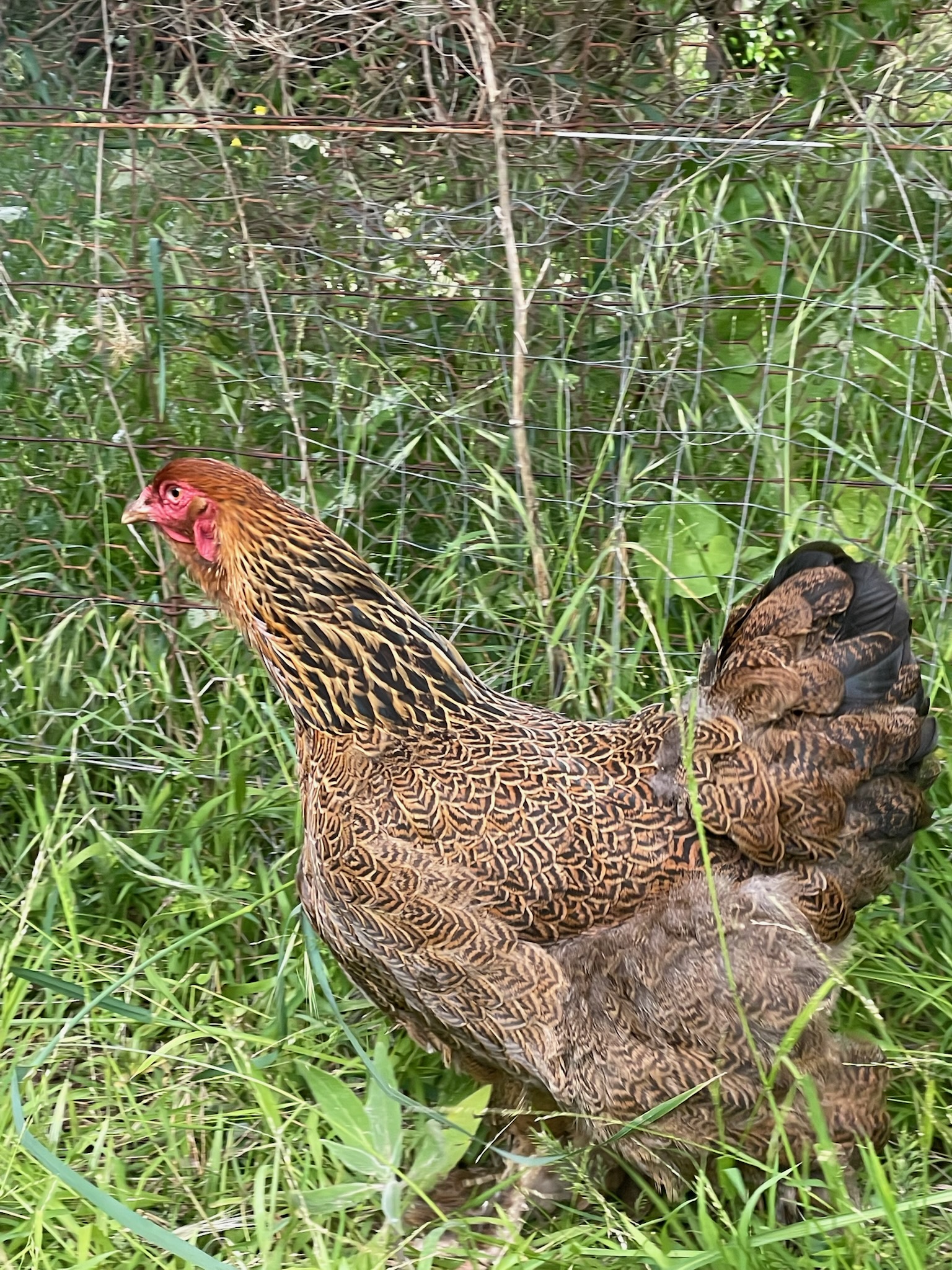 Australorp · Flock photo #1944 — Brown egg layer, ShowtimEGGS