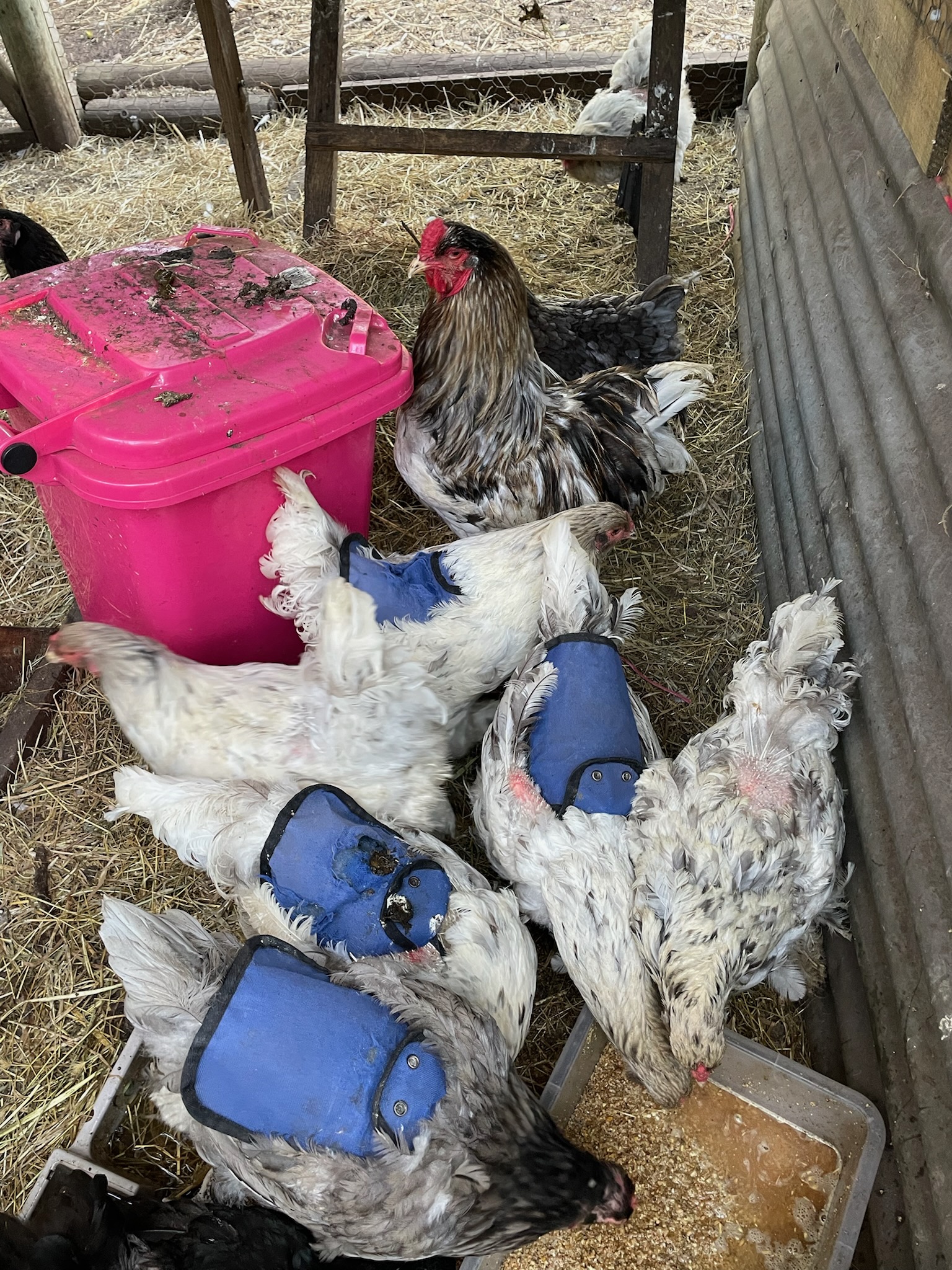 Australorp (blue line) · Flock photo #1953 — Brown egg layer, ShowtimEGGS