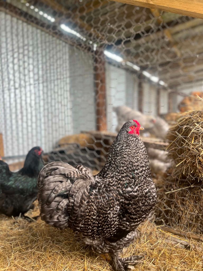 Barred Coco Brahma — flock photo, ShowtimEGGS