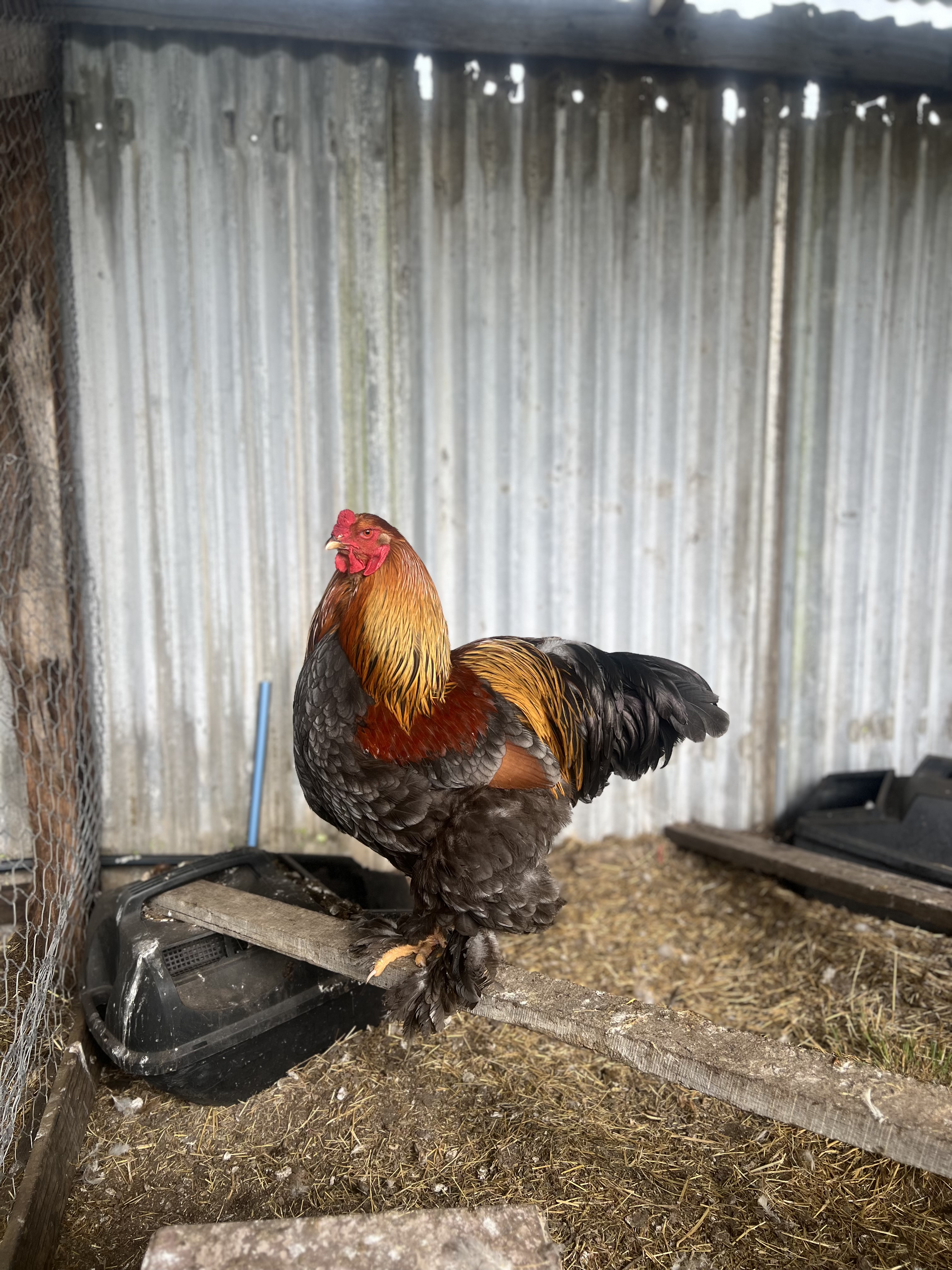 Blue Partridge — Brown / tinted egg layer, ShowtimEGGS