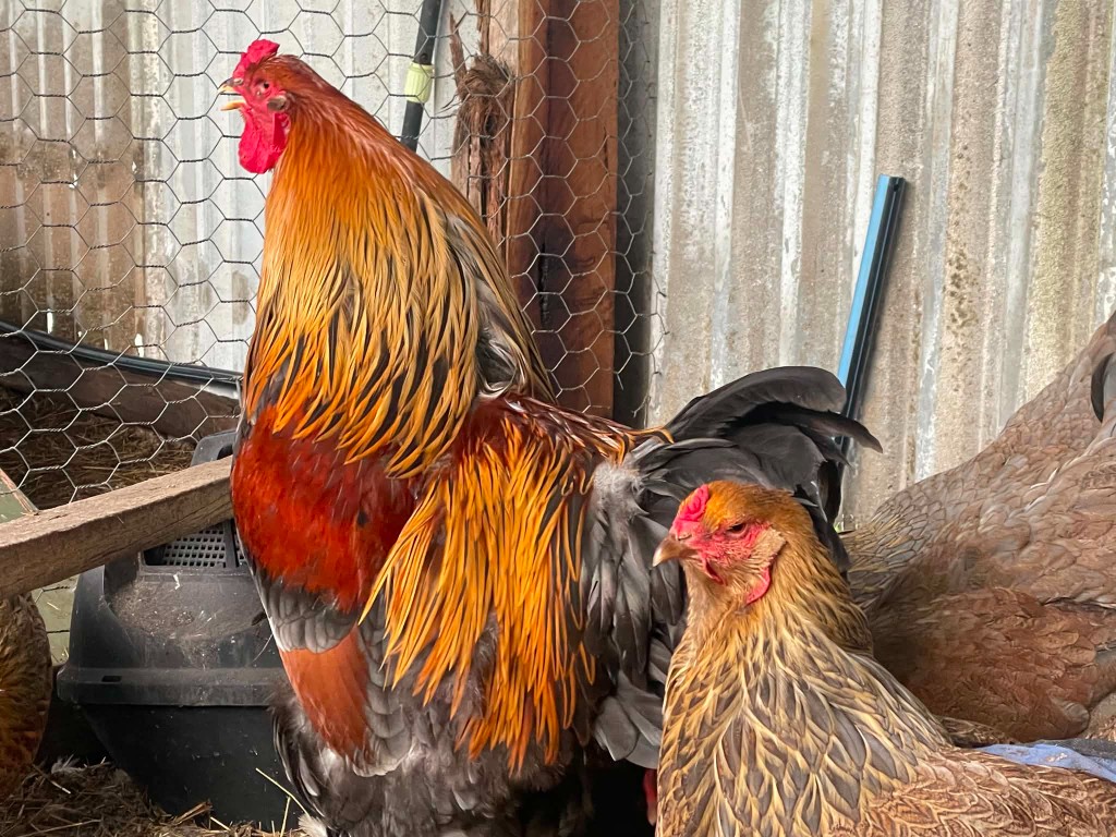Blue Partridge Brahma — flock photo, ShowtimEGGS