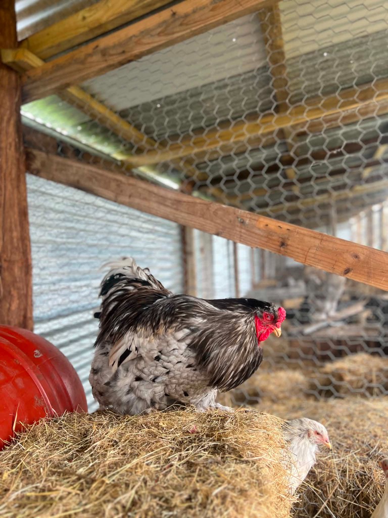 Blue Splash Brahma — flock photo, ShowtimEGGS