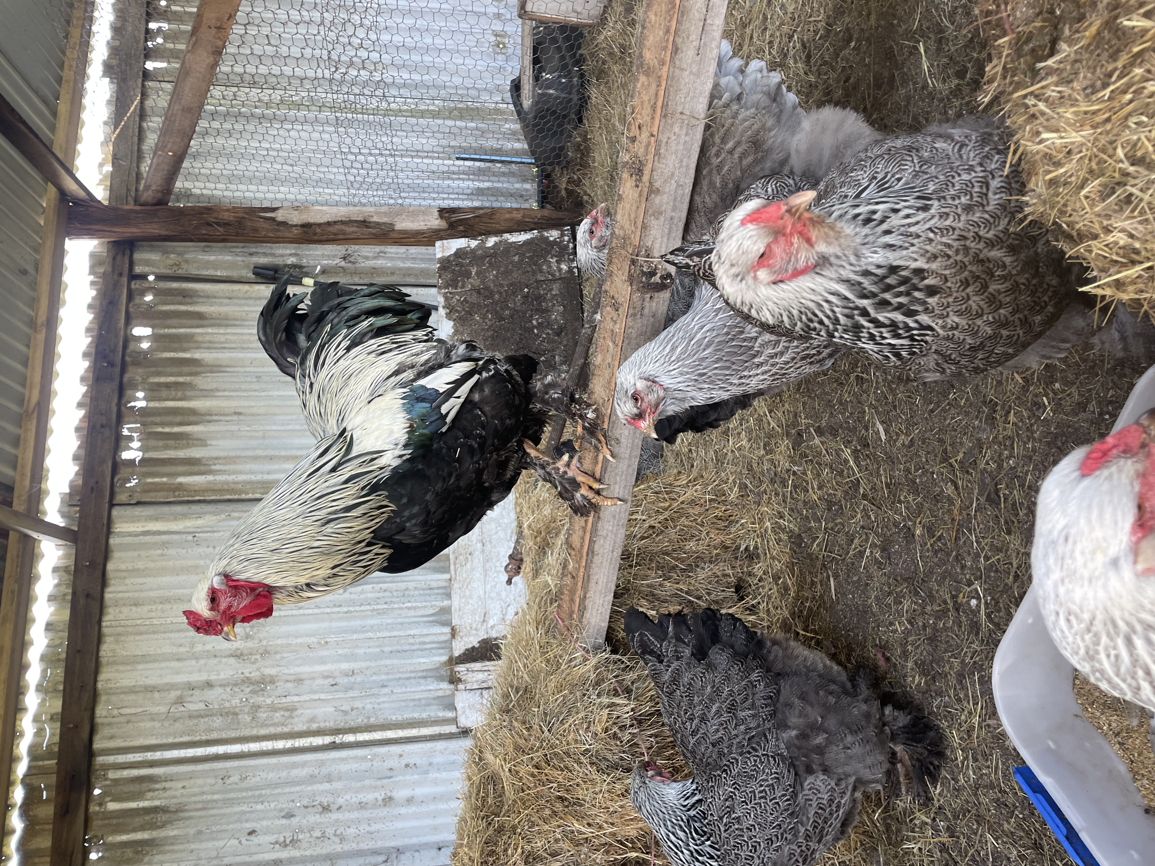 Dark Brhama — Ask us / see photo egg layer, ShowtimEGGS