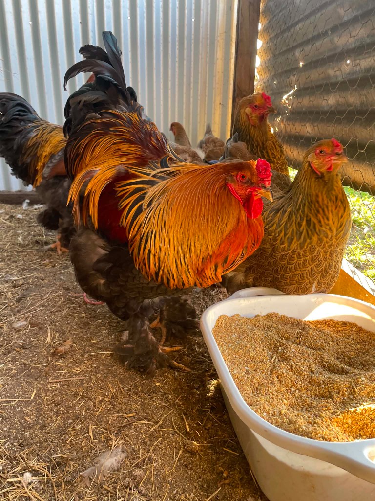 Gold Partridge · 1 — flock photo, ShowtimEGGS