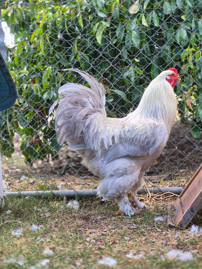 Lavender Brahma — ShowtimEGGS flock