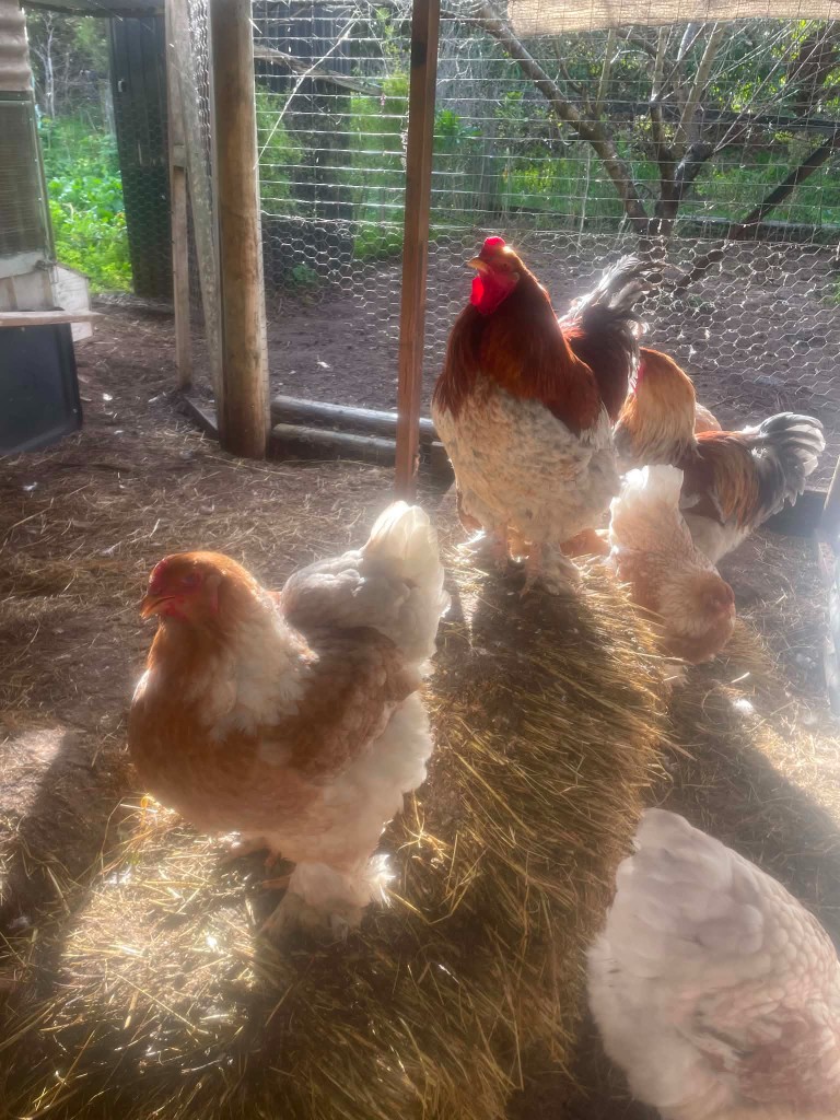 Red Splash Brahma — Brown / tinted egg layer, ShowtimEGGS