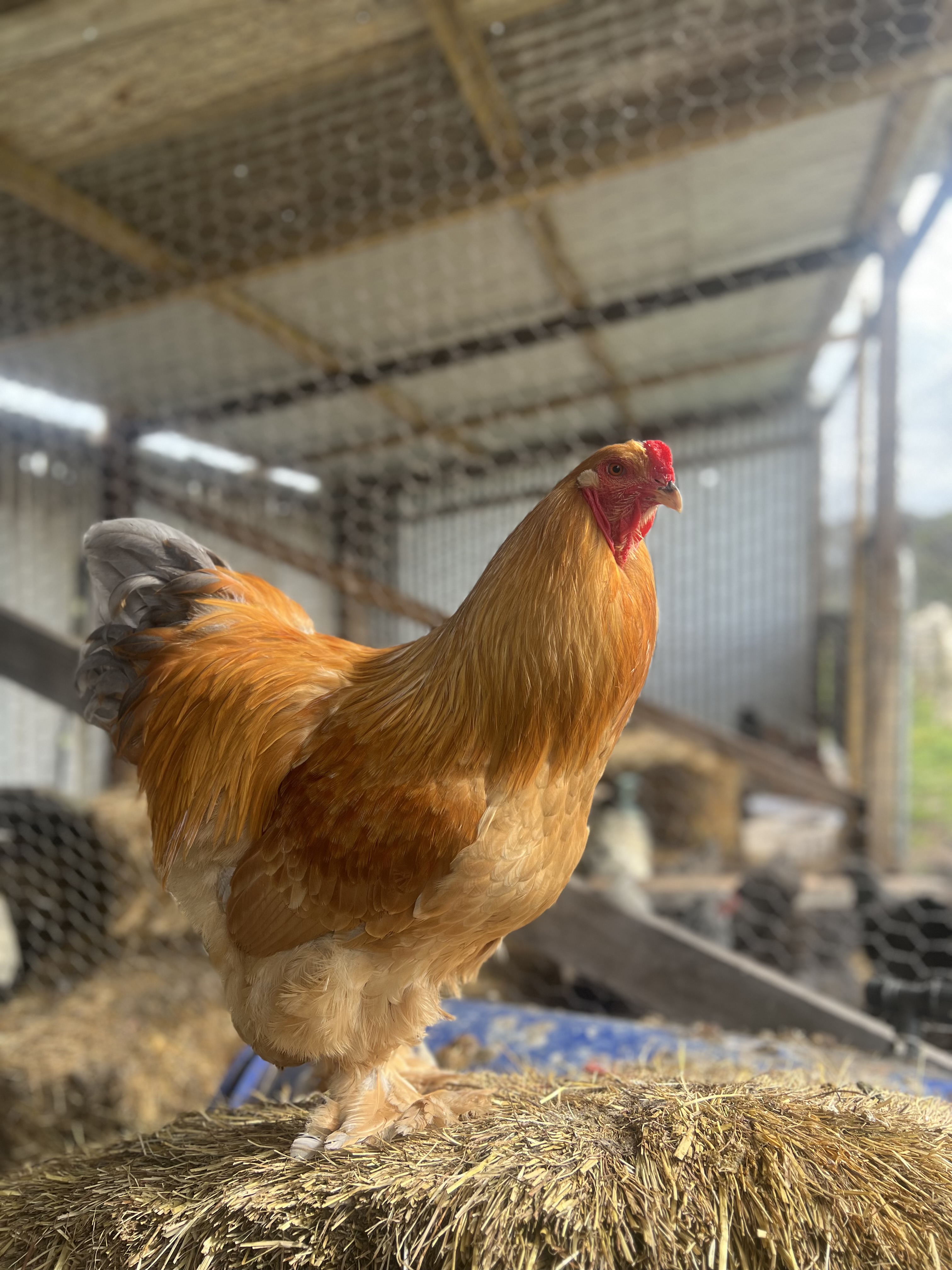 Blue Buff columbian —  egg layer, ShowtimEGGS