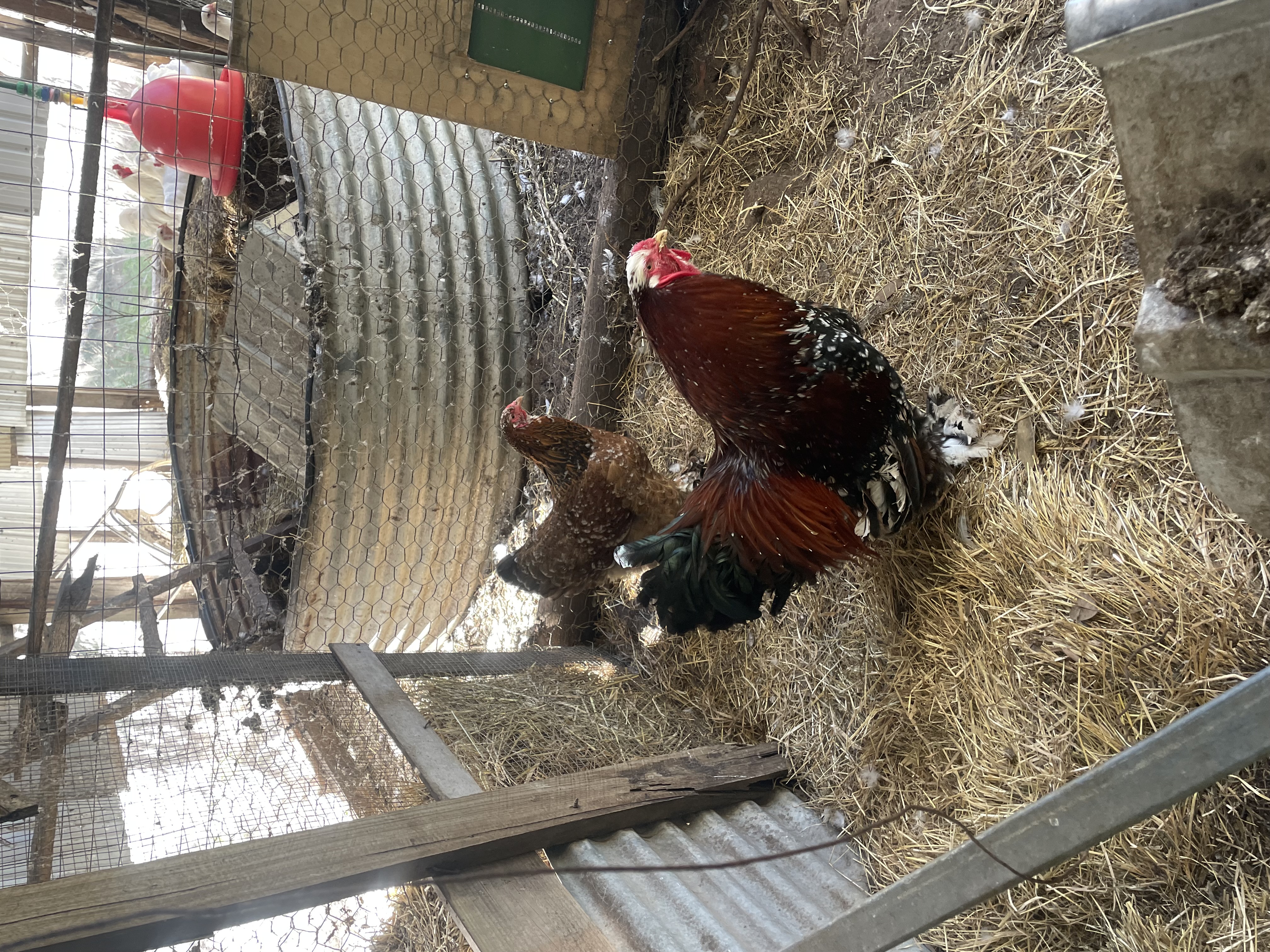 Speckled Project Bird — Ask us / see photo egg layer, ShowtimEGGS